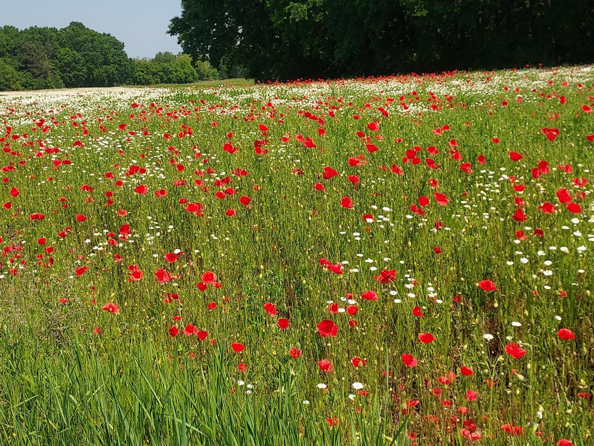 De Bloementuin / A Viragoskert Tiszafured